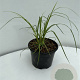 Cortaderia s. 'Rosea' GM 2,0L