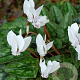 Cyclamen hederif. 'Album' GM P9