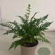 Dryopteris affinis GM 2,0L