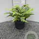 Dryopteris af. 'Crispa' GM 2,0L