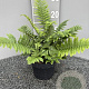 Dryopteris cycadina GM 2,0L