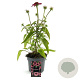 Echinacea purpurea GM 2,0L