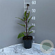 Echinacea p. 'Fatal Attraction' GM 2,0L