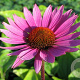 Echinacea p. 'Magnus' GM P9