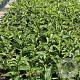 Echinacea p. 'Magnus' GM 2,0L