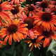 Echinacea 'Sensation Orange' GM P9
