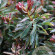 Euphorbia amygdal. Ruby Glow GM P9