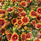 Gaillardia 'Arizona Sun' GM P9