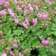 Geranium cant. 'Cambridge' GM P9