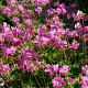 Geranium cant. 'Cambridge' GM P9