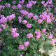 Geranium cant. 'Cambridge' GM P9