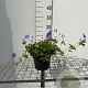 Geranium Rozanne GM 2,0L