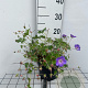 Geranium Rozanne GM 2,0L