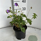Geranium Rozanne GM 2,0L