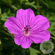 Geranium 'Tiny Monster' GM P9