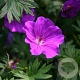 Geranium 'Tiny Monster' GM P9