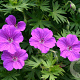 Geranium 'Tiny Monster' GM P9