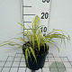 Hakonechloa macra 'Aureola' GM 2,0L