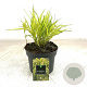 Hakonechloa macra 'Aureola' GM 2,0L