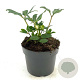 Helleborus niger GM 2,0L