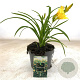 Hemerocallis 'Stella de Oro' GM 2,0L