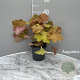Heuchera 'Caramel' GM 2,0L