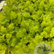 Heuchera 'Lime Marmalade' GM 2,0L