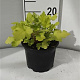 Heuchera 'Lime Marmalade' GM 2,0L