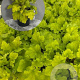 Heuchera 'Lime Marmalade' GM 2,0L