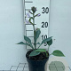 Hosta 'Halcyon' GM 2,0L