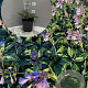 Hosta 'Halcyon' GM 2,0L