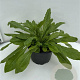 Knautia macedonica GM 2,0L