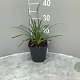 Liriope muscari 'Big Blue' GM 2,0L