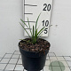 Liriope muscari 'Ingwersen' GM 2,0L