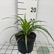 Liriope muscari 'Monroe White' GM 2,0L