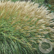 Miscanthus sin. 'Adagio' GM P9