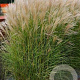 Miscanthus sin. 'Adagio' GM P9