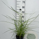 Miscanthus sin. 'Ferner Osten' GM 2,0L