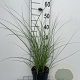 Miscanthus sin. 'Kleine Fontäne' GM 2,0L