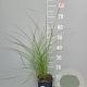Miscanthus sin. 'Kleine Silbersp.' GM 2,0L