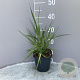 Molinia arundinacea GM 2,0L