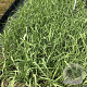 Molinia arundinacea GM 2,0L
