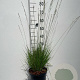 Molinia caerulea 'Heidebraut' GM C5