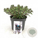 Nepeta 'Purssian Blue' GM 2,0L
