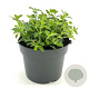 Nepeta 'Walker's Low' GM 2,0L