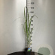 Panicum virgatum 'Northwind' GM 2,0L