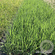 Panicum virgatum 'Northwind' GM 2,0L