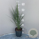 Panicum virgatum 'Northwind' GM 2,0L