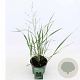 Panicum virgatum 'Northwind' GM 2,0L