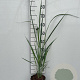 Panicum virgatum 'Northwind' GM 2,0L